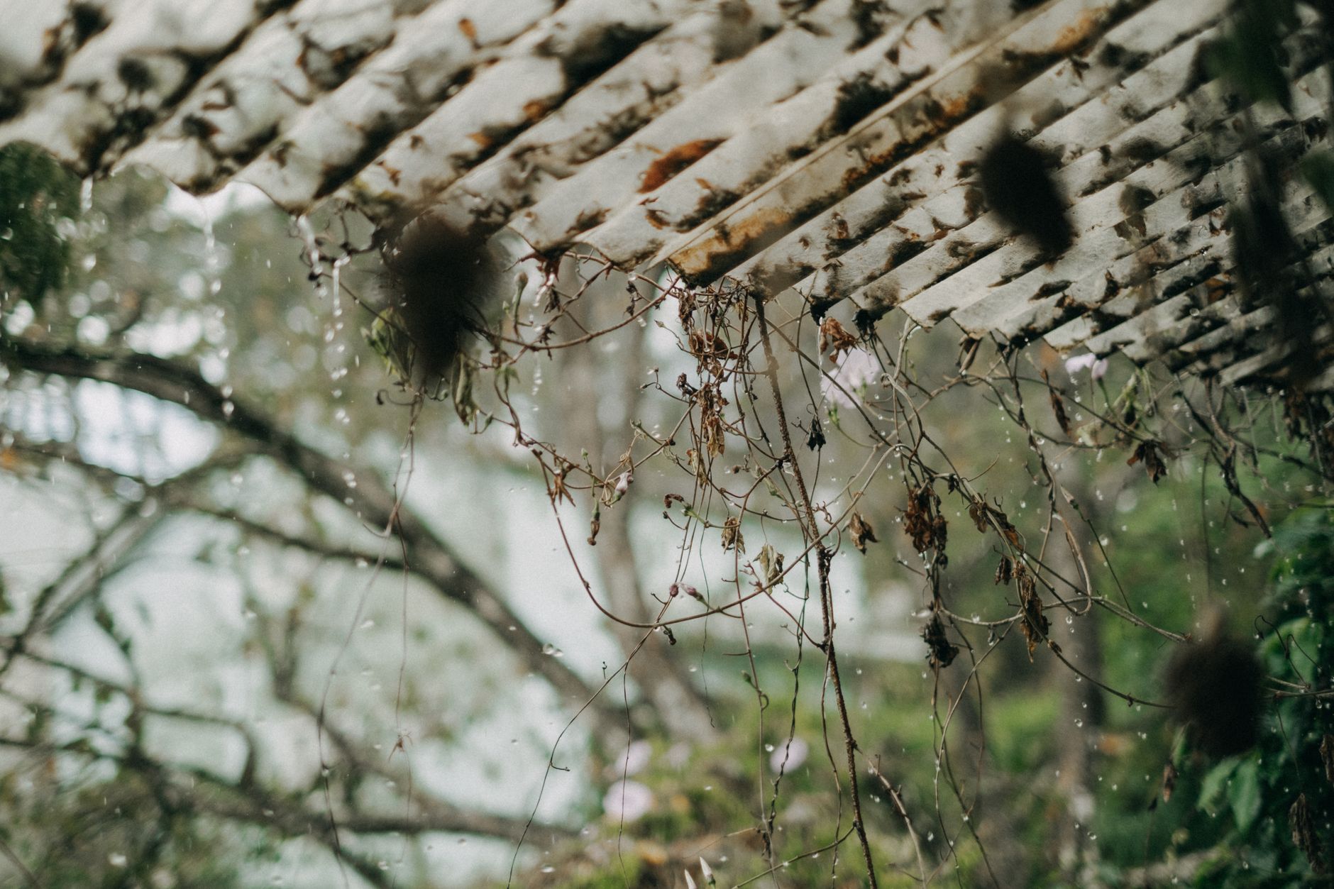 Storm Damage – Devine